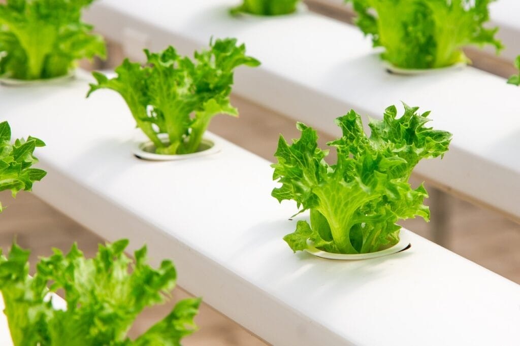 hydroponic-lettuce system