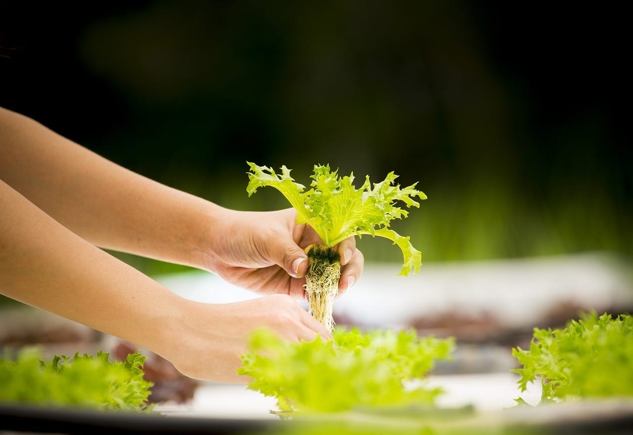 Hydroponic lettuce tower system