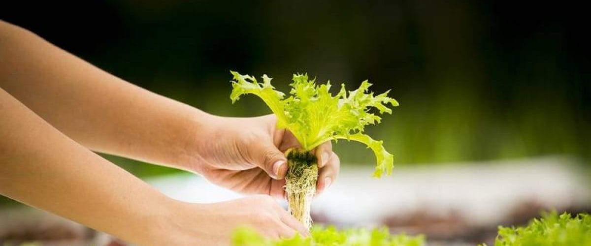 hydroponic lettuce rows growing under LED lights in an indoor system