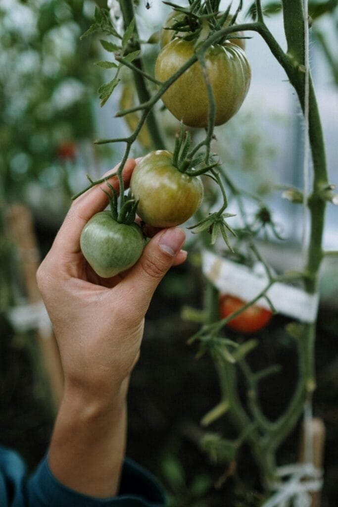 hydroponic tomatoes