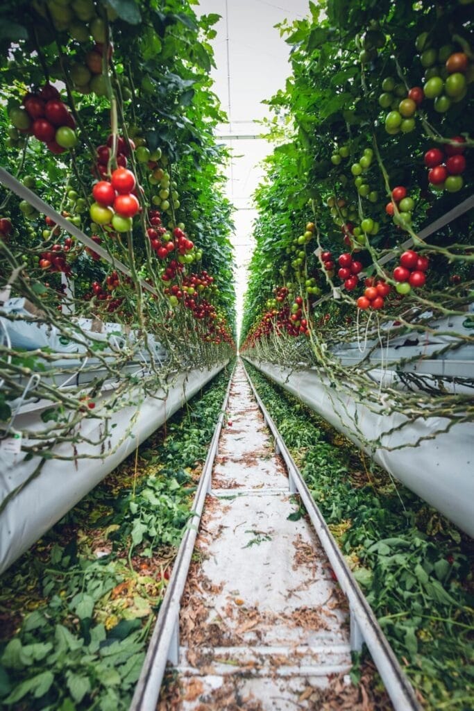 hydroponic system for tomatoes