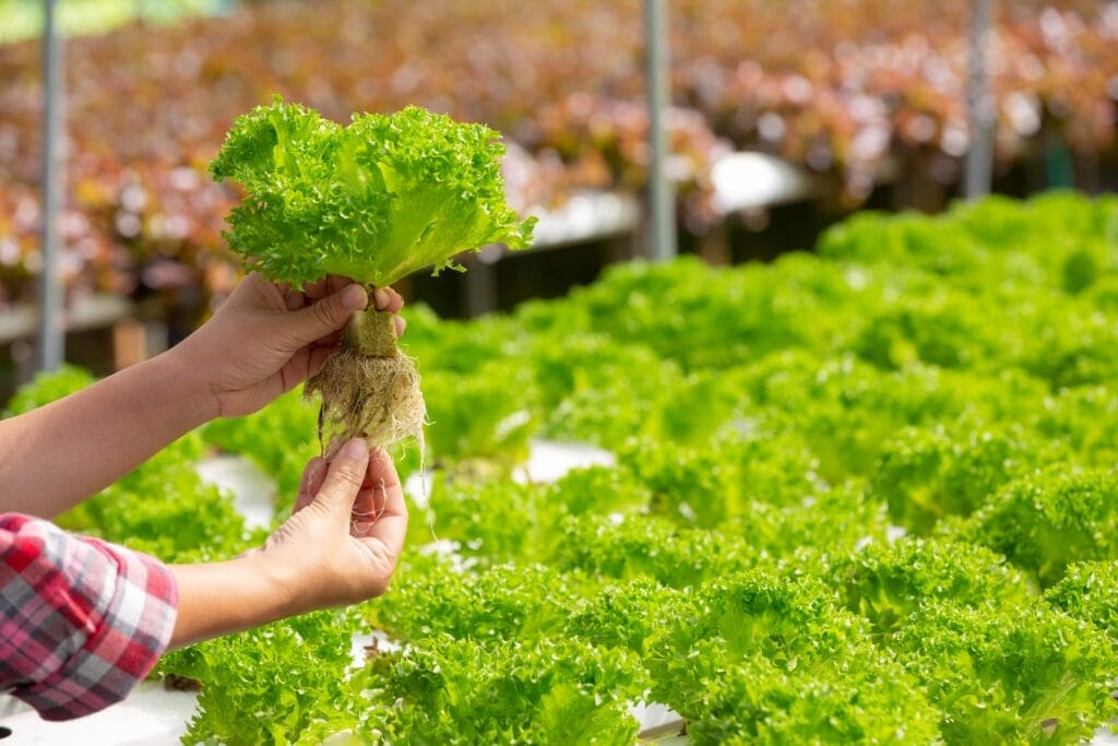 green leafy lettuce system