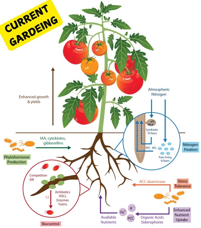 hydroponic root microbiome