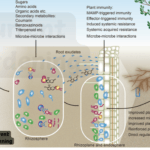 root microbiome structure