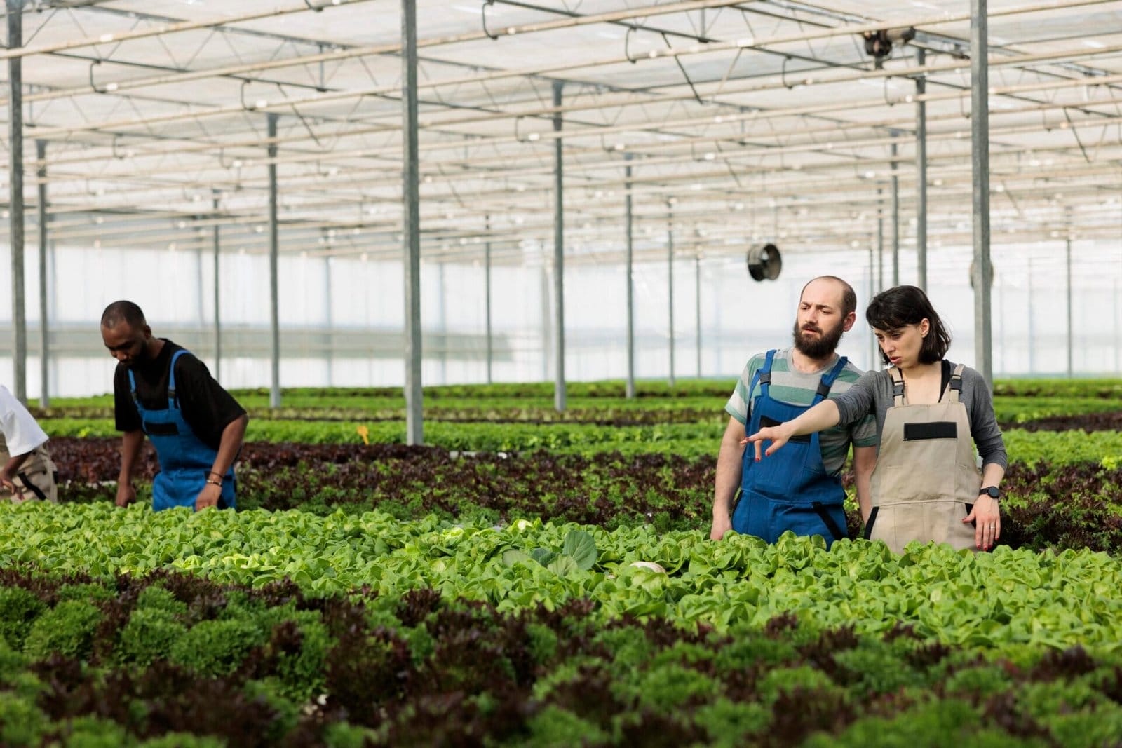 Hydroponic salad lettuce ready for harvest