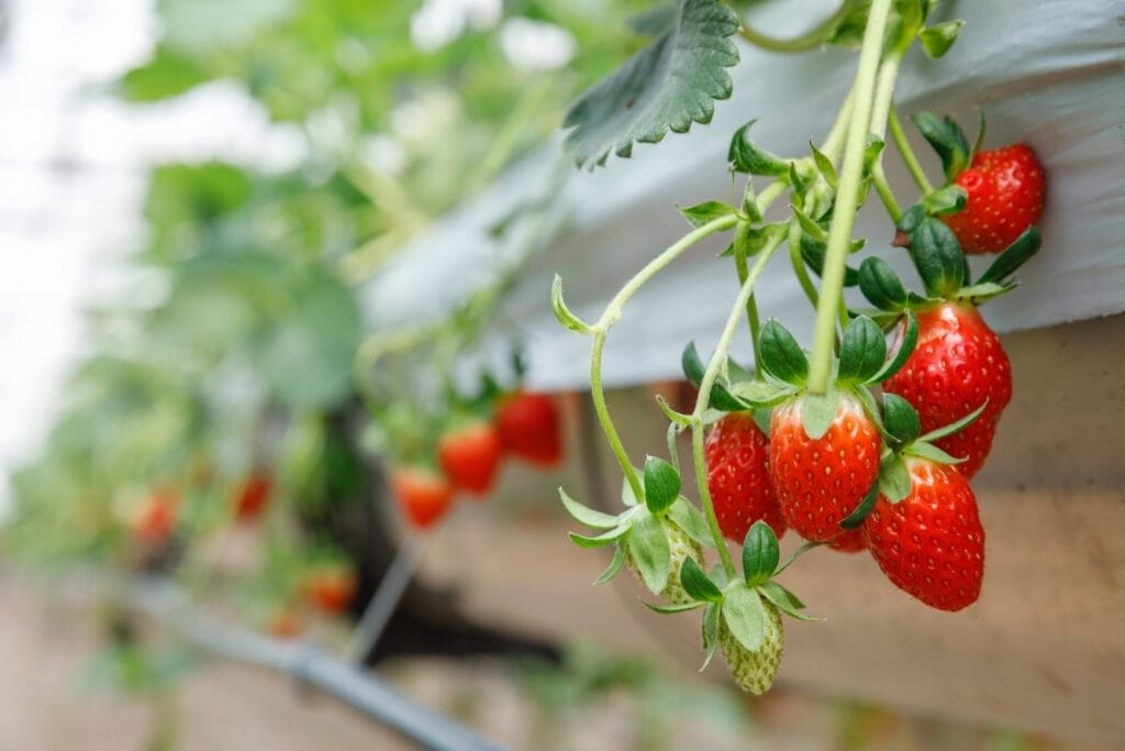 Strawberries Current Gardening