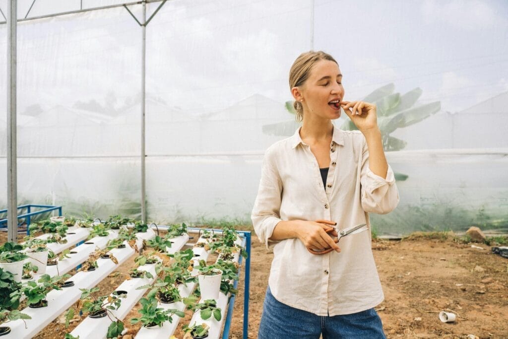 Strawberries-hydroponically