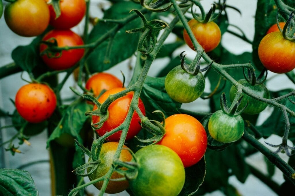 hydroponically grown tomatoes