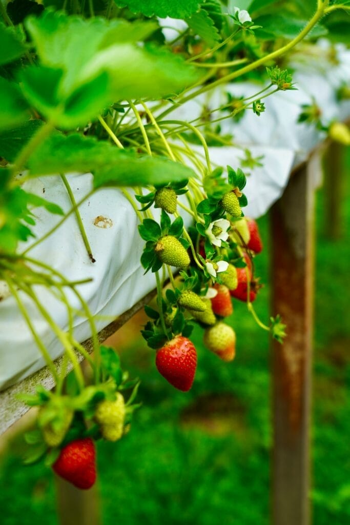 grown-Hydroponic-Strawberries