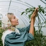 How to Grow Tomatoes Hydroponically: A Complete Guide 44 hydroponic-tomatoes