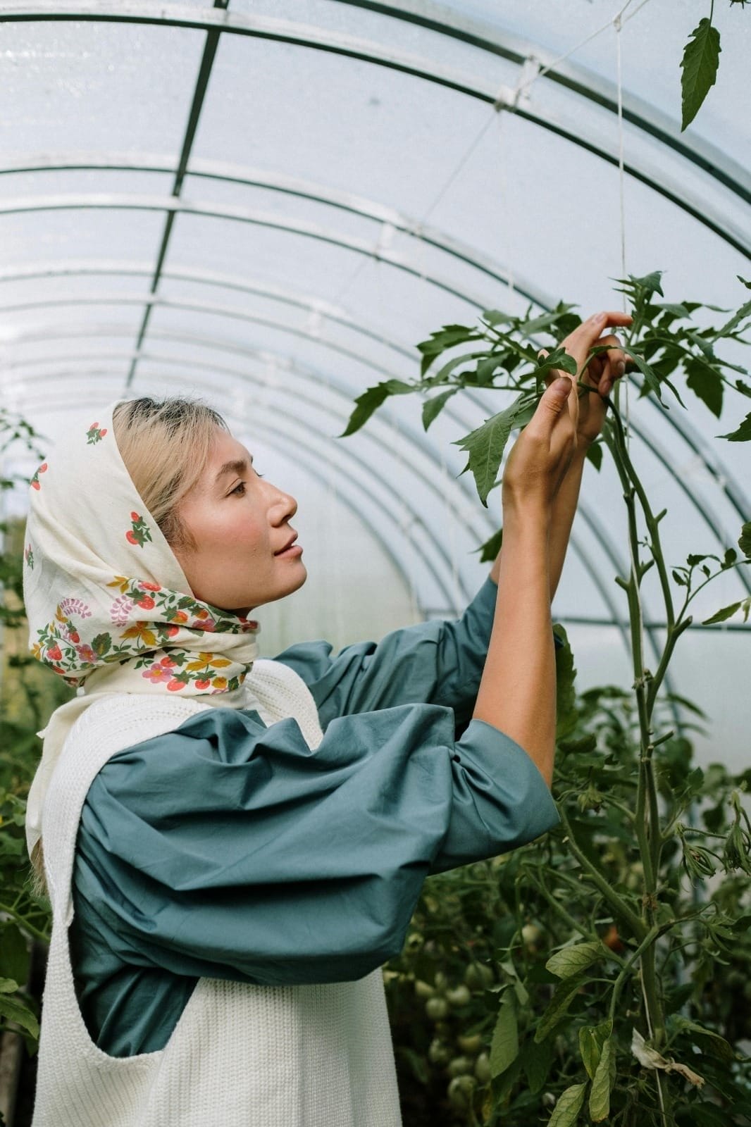 hydroponic-tomatoes