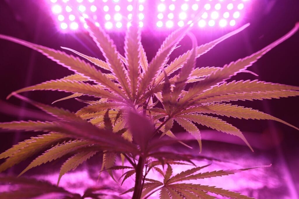 hydroponic weeds in lights