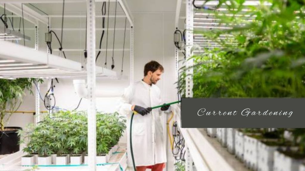 hydroponic weed lab