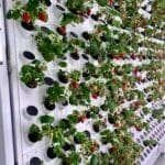 Growing Hydroponic Strawberries