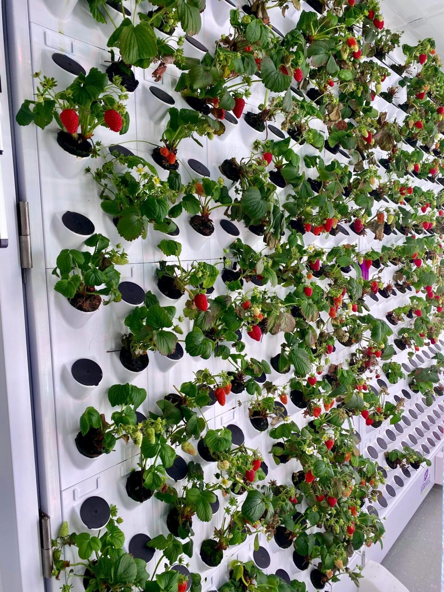 Growing Hydroponic Strawberries