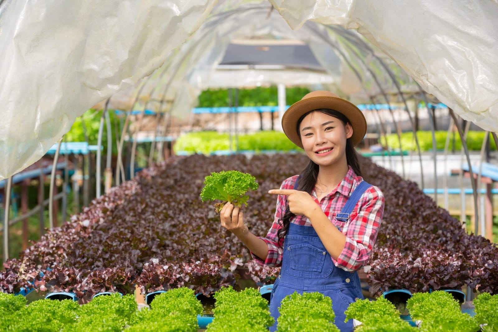 hydroponic lettuce