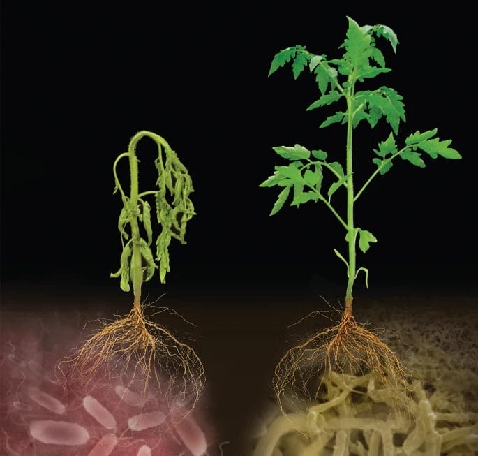 root-microbiome-bacterial overview