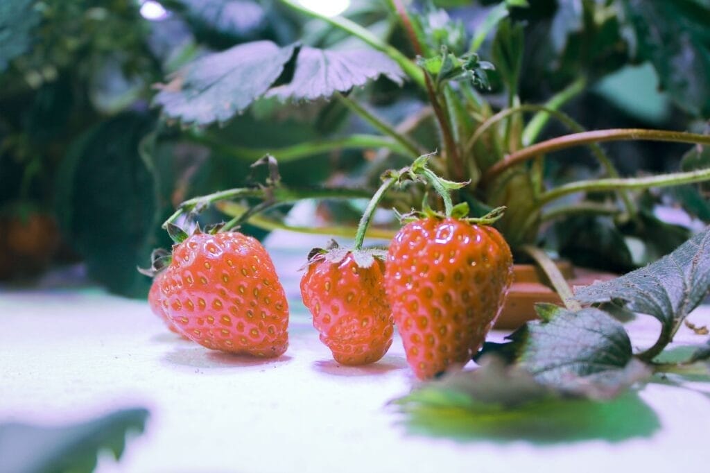 strawberry-hydroponic