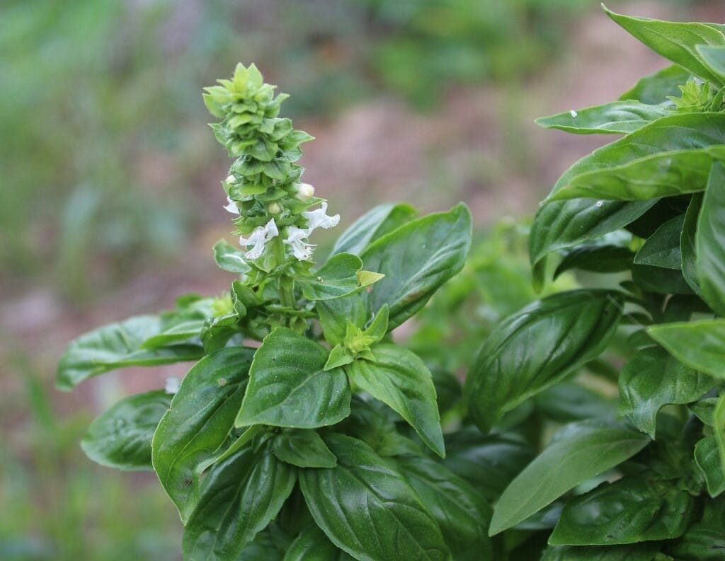 basil flowering seeds