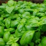 hydroponic basil leafy green