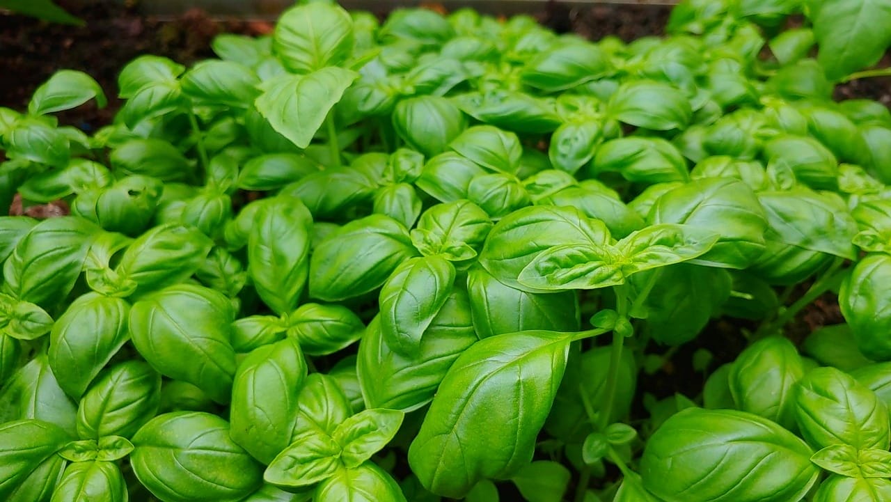 hydroponic basil leafy green