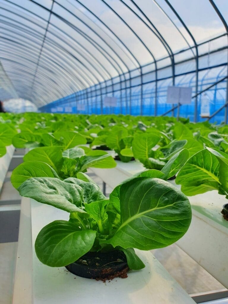 vertical tower basil hydroponic