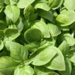 basil plant