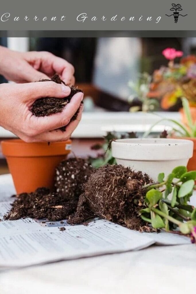Home 49 soil potting