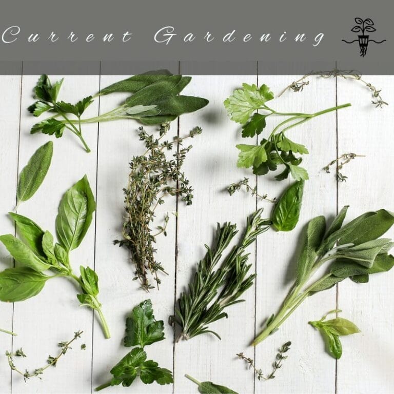 Herbs