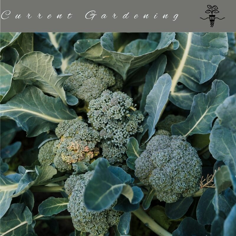 Blue Wind Broccoli