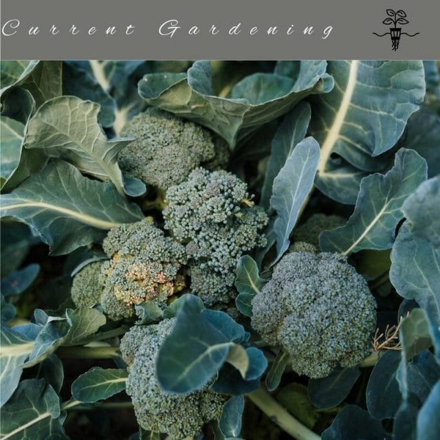 Hydroponic Broccoli Varieties: Top 5 for Easy Growing 2 Blue Wind Broccoli