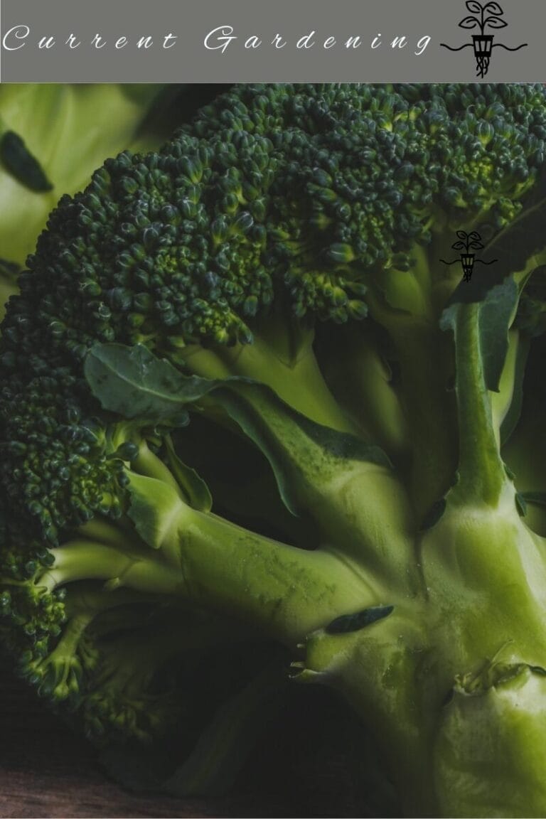 Bufga broccoli