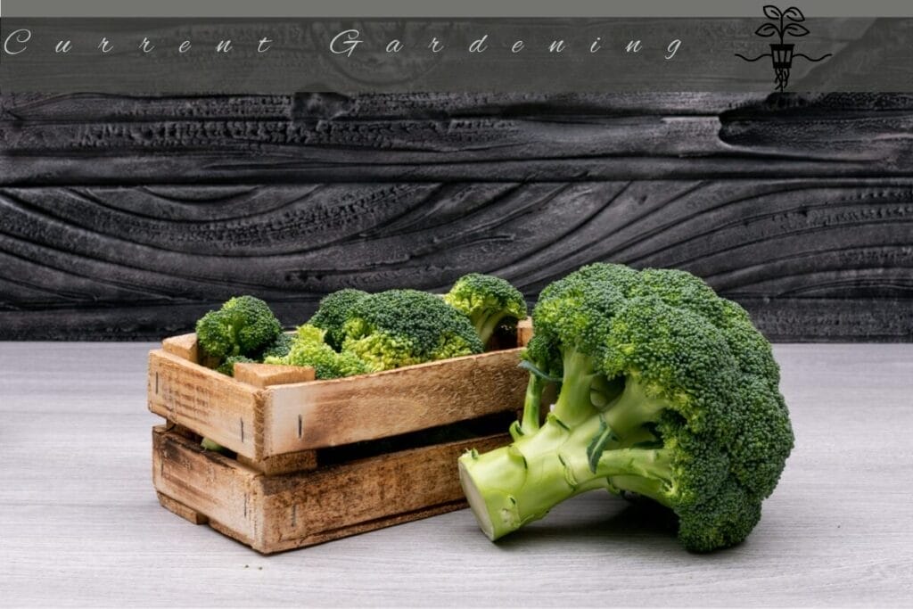 hydroponic broccoli