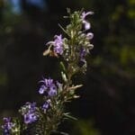 hydroponic rosemary