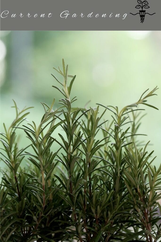 hydroponic rosemary 2
