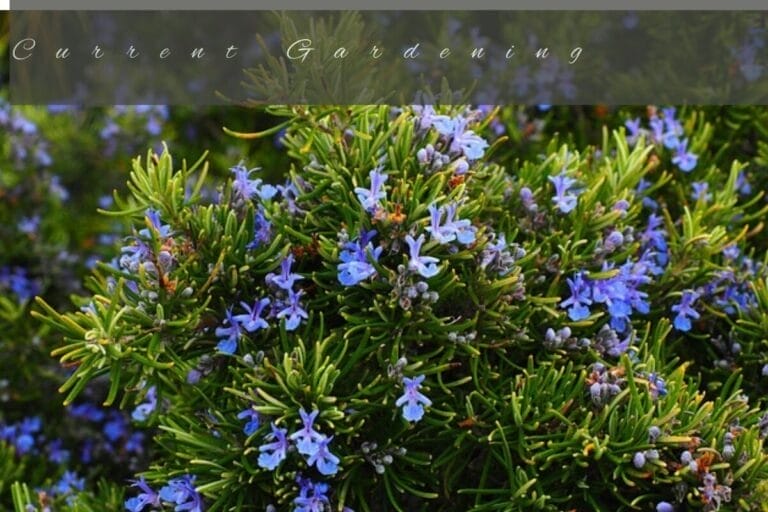 hydroponic-rosemary