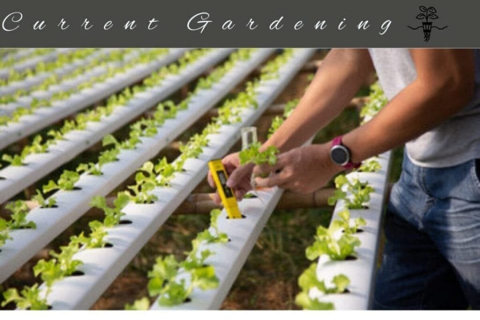Hydroponic Tower Gardening on a Budget 3 temperature checking hydroponic garden