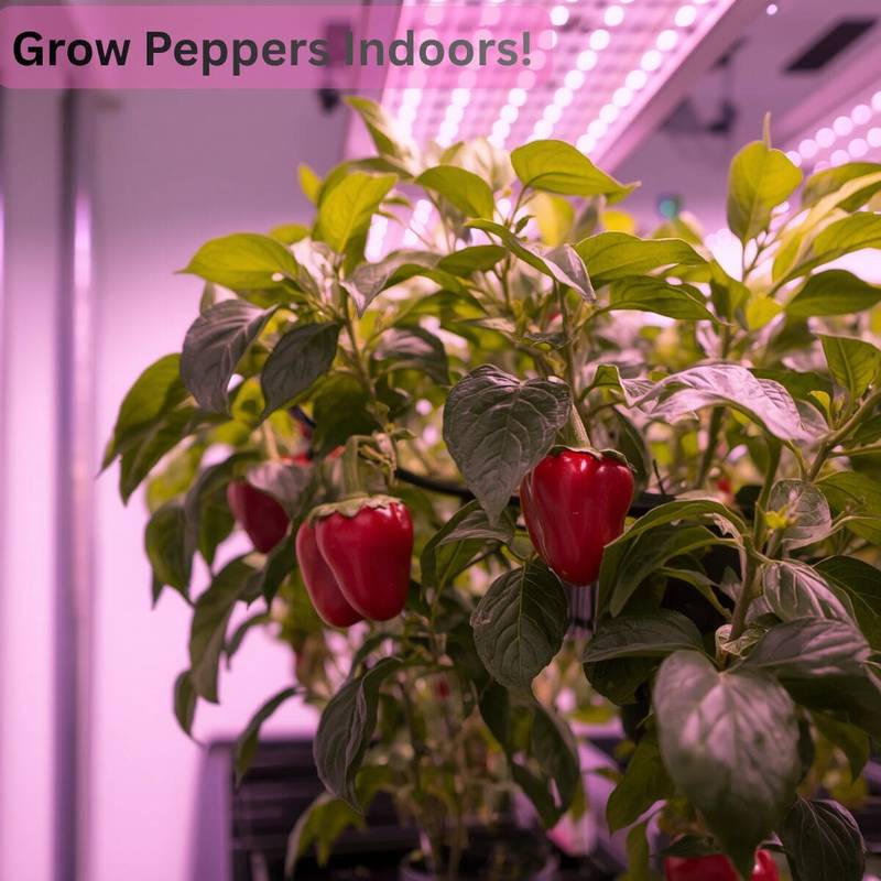 Indoor hydroponic grow tent setup utilizing automated climate controls to cultivate thriving pepper plants